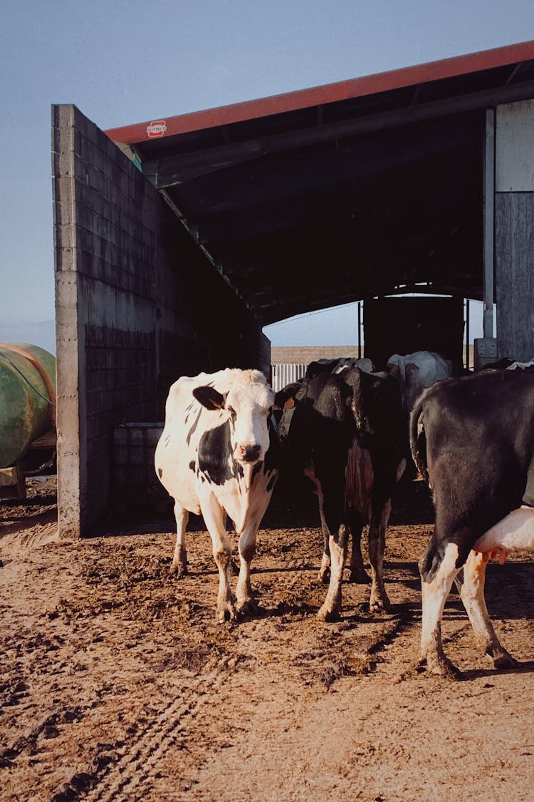 Cows On Farm