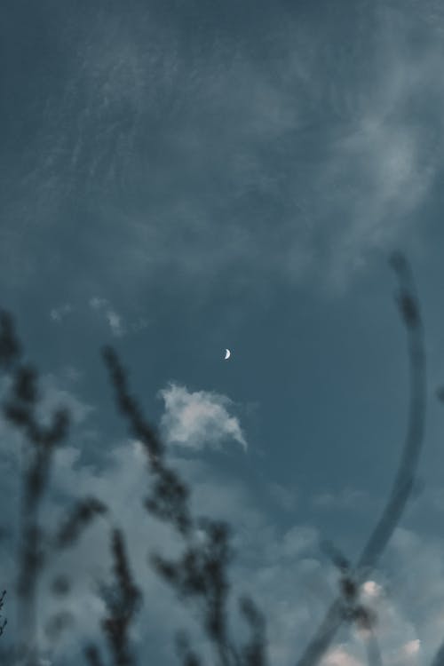 Small Crescent Moon