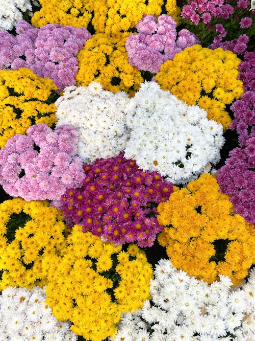 Fotobanka s bezplatnými fotkami na tému kvety, kytice, rastliny