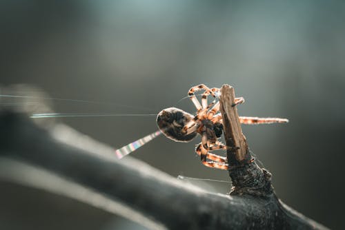 Kostnadsfri bild av araknologi, internet, natur