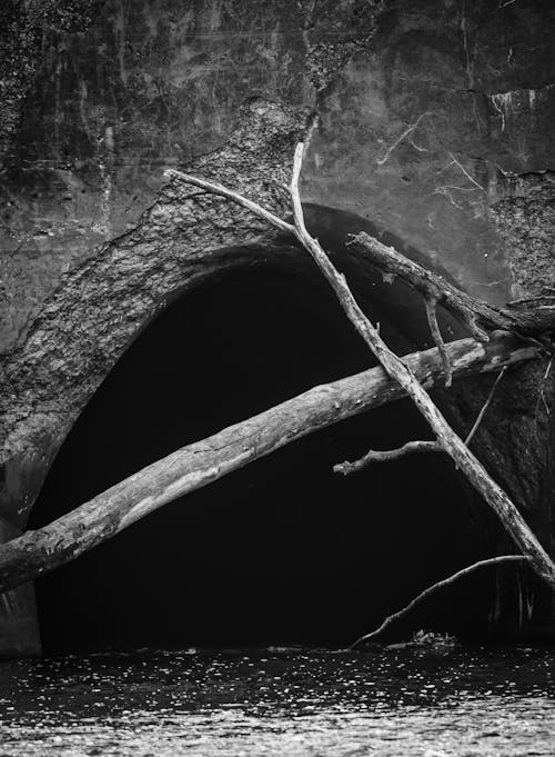 Black and White Photo of Tree Branches near a Cave