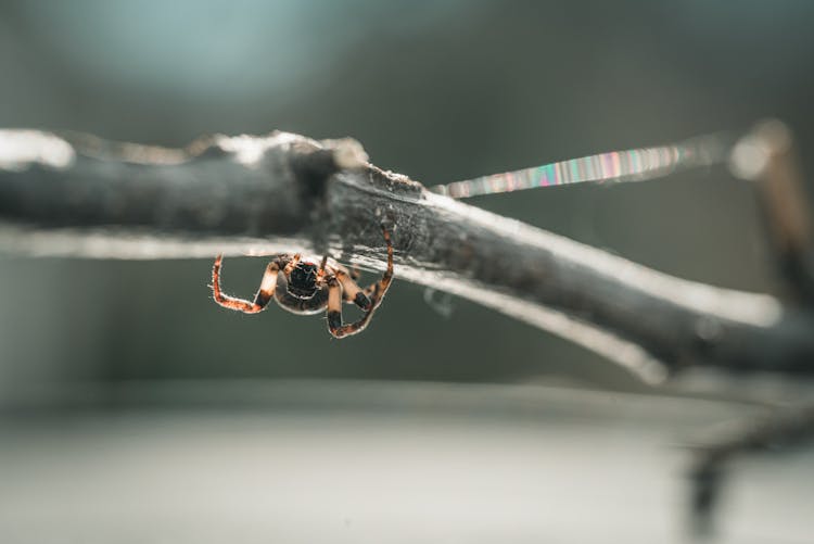 A Spider On A Branch 