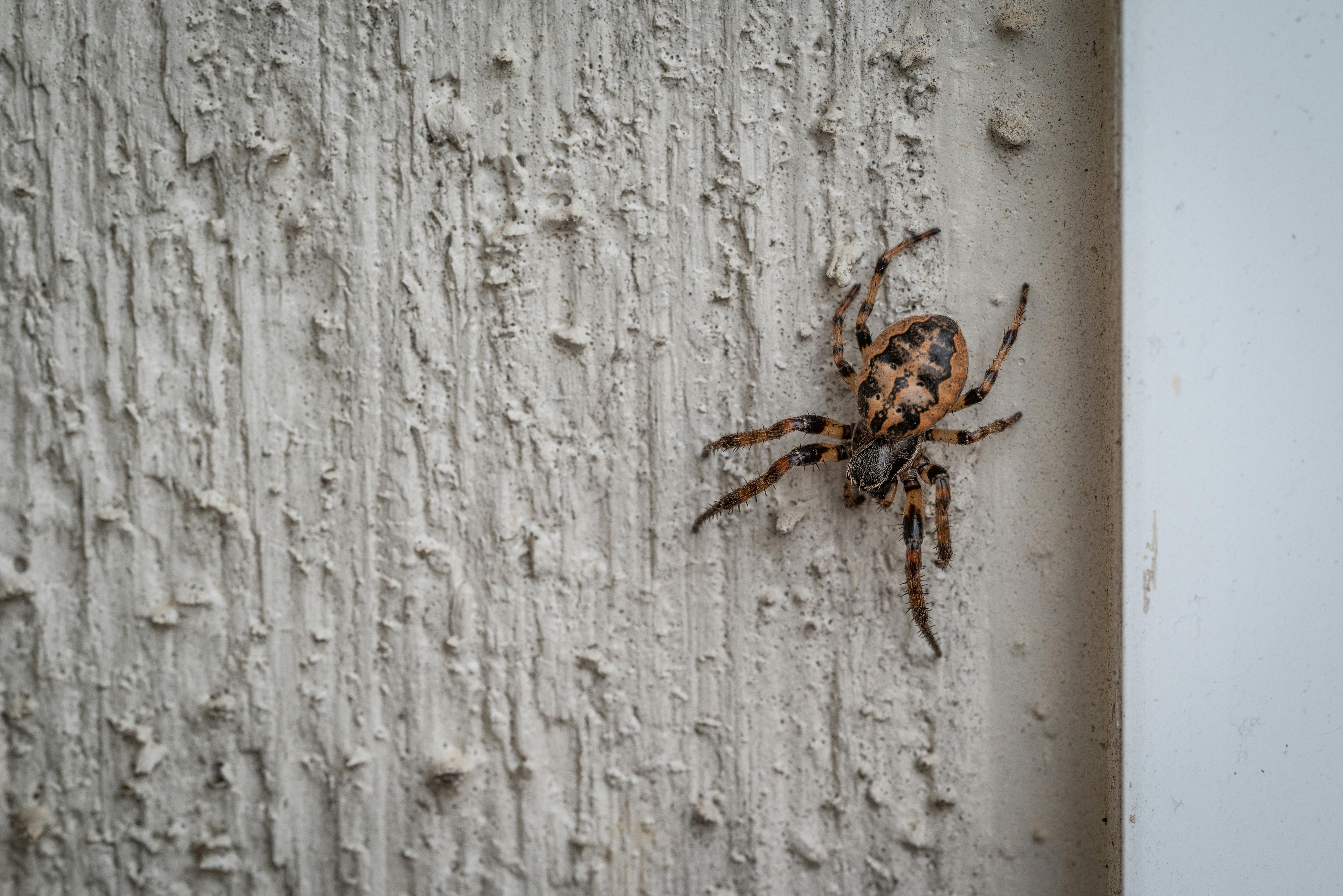 Spider On Wall Photos, Download The BEST Free Spider On Wall Stock ...