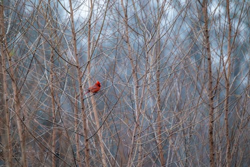 Northern Cardinal Bird on the Bare Tree