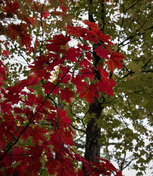 Free stock photo of canada, fall, maple