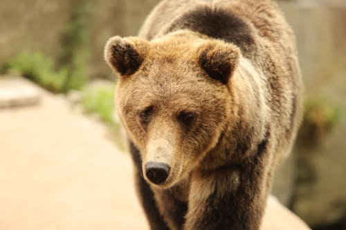 Photos gratuites de animal, fatigué, faune