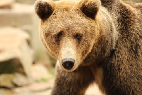 免费 棕熊雄性成年 素材图片