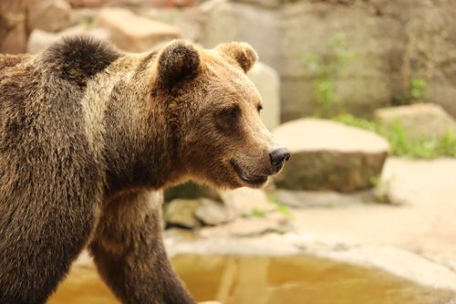 Free Photograph of a grizzly bear in a zoo, showcasing its thick fur and natural demeanor. Stock Photo