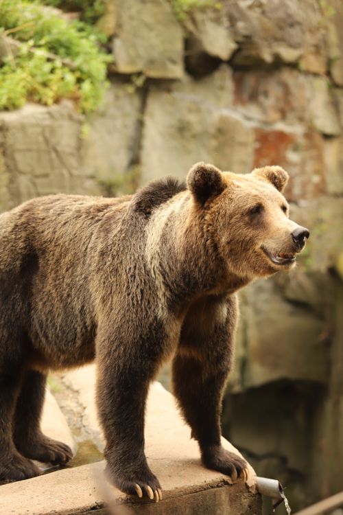 Free Vertical shot of a majestic grizzly bear standing on a rock ledge, showcasing its furry coat and strength. Stock Photo