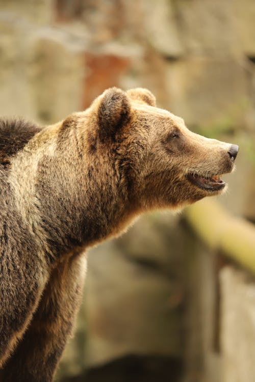Gratis Foto stok gratis beruang cokelat, beruang grizzly, binatang Foto Stok