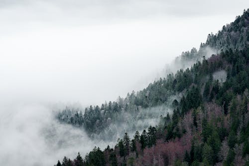 An Aerial Photography of Green Trees on Mountain Under the White Sky