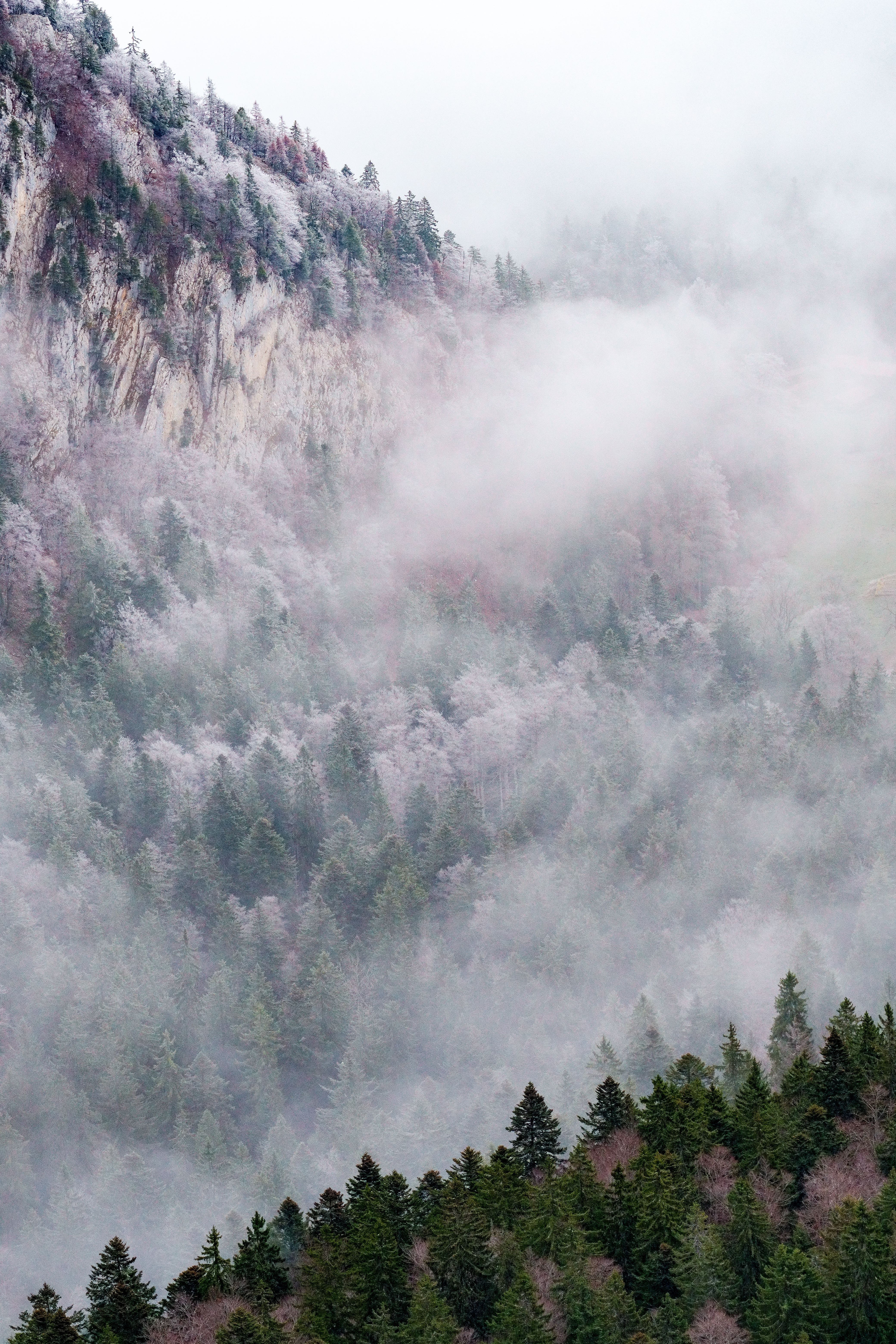 Breathtaking misty pine forest with snowy mountains and clouds creating a serene landscape.