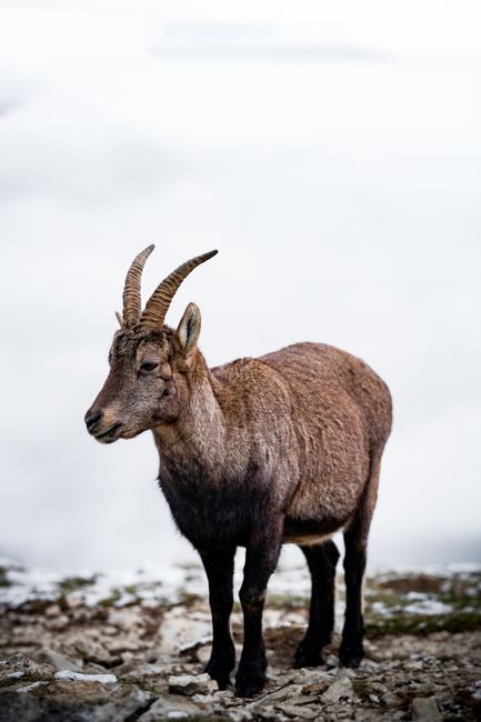 A majestic alpine ibex standing in a snowy mountain setting, showcasing its natural habitat.