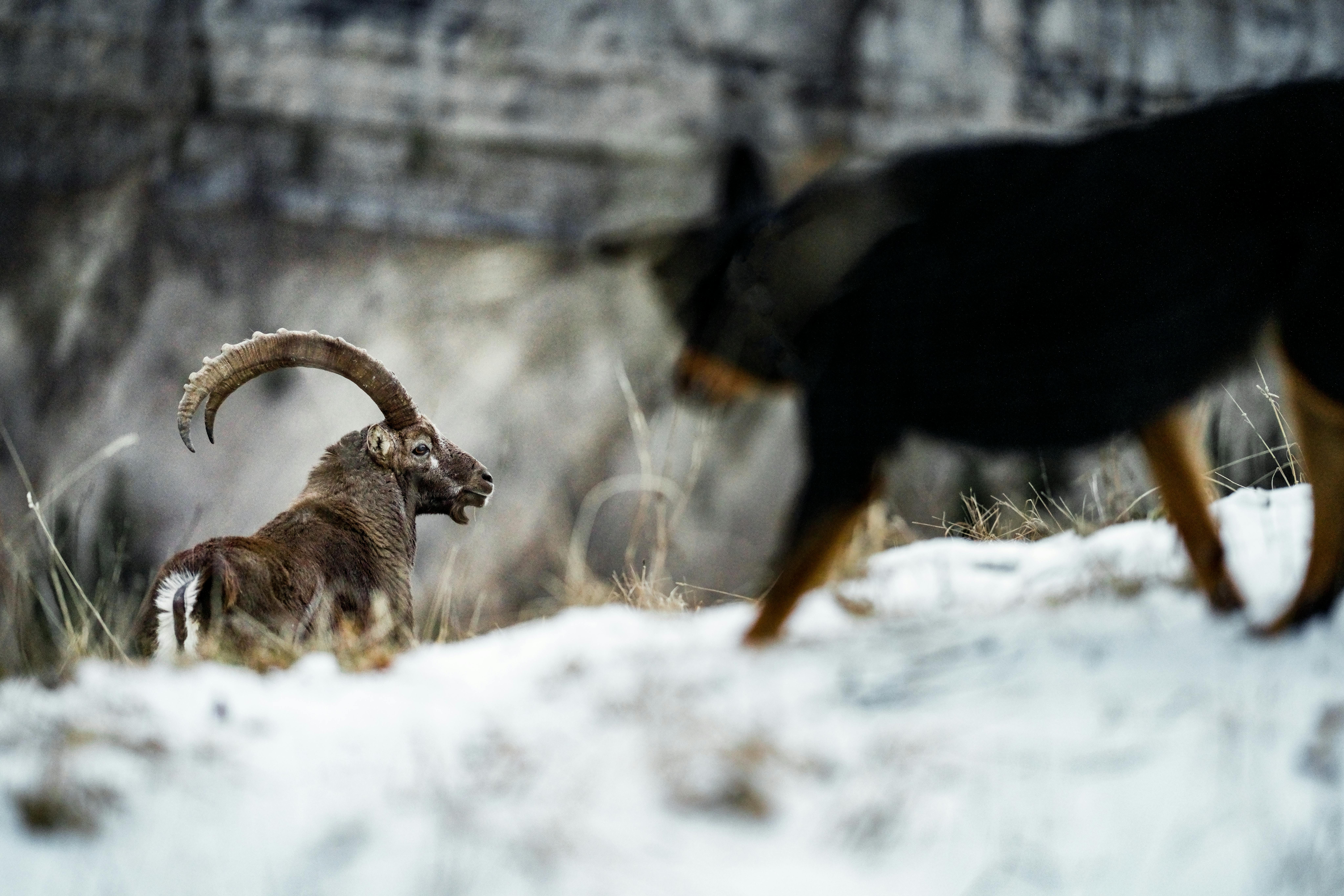 grátis Foto profissional grátis de acidentado, adaptação, alpino Foto profissional