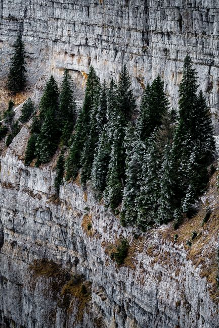 Snow-covered pine trees cling to a rugged cliff face in a tranquil winter scene, highlighting nature's resilience.