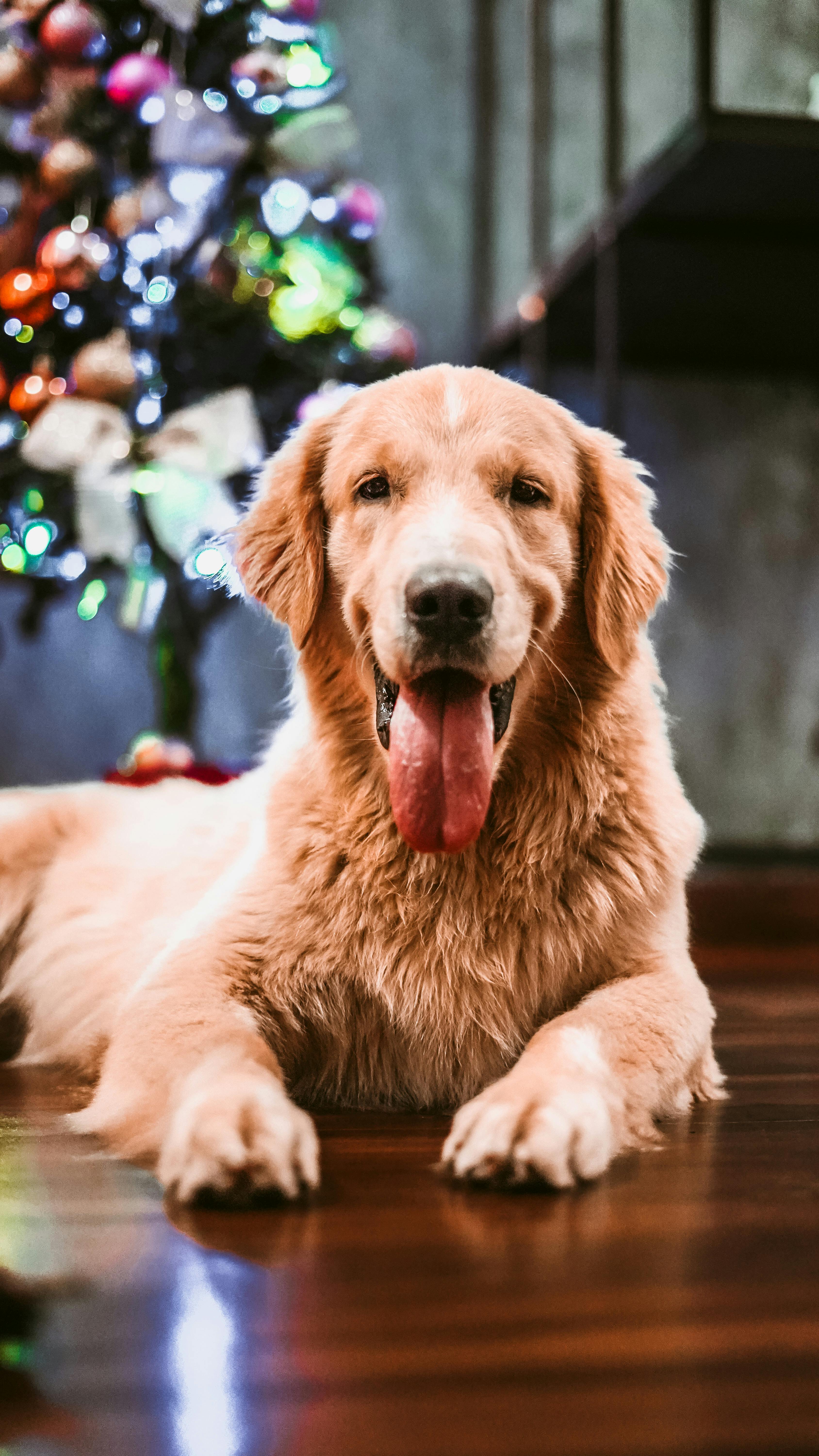 golden retriever christmas wallpaper