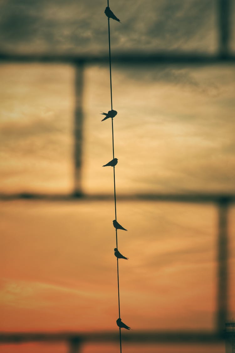 Flock Of Birds Perched On A Wire