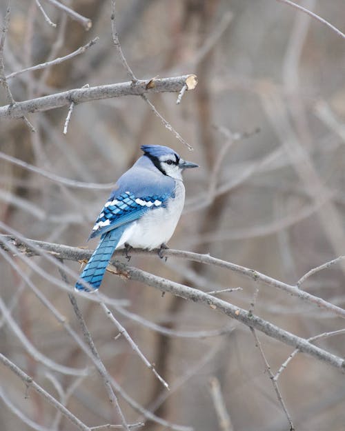 Blue Jay Bird on the Tree