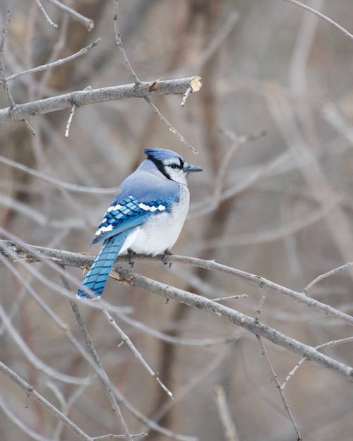Free A blue jay bird perched on a bare tree branch during winter, showcasing its vibrant plumage. Stock Photo