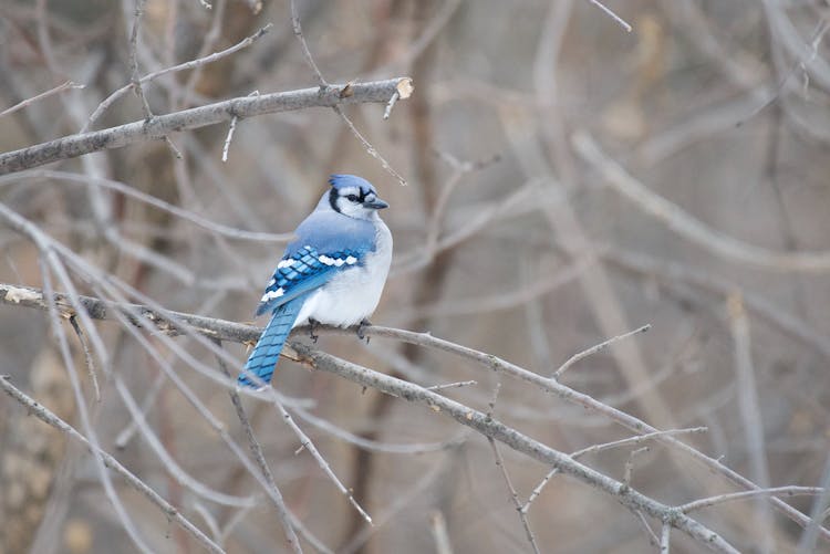 Blue Jay On The Tree