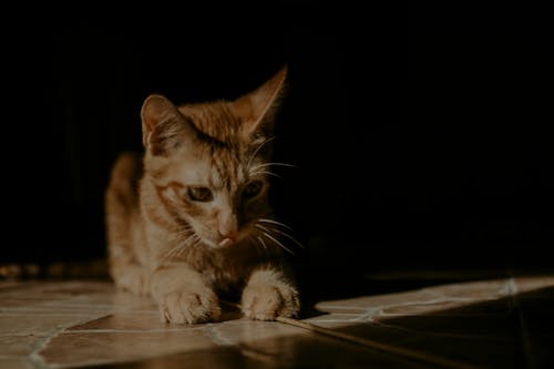 Close-Up Shot of a Cat on the Floor 