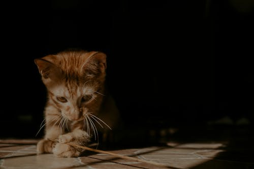 Free Close-Up Shot of a Kitten  Stock Photo