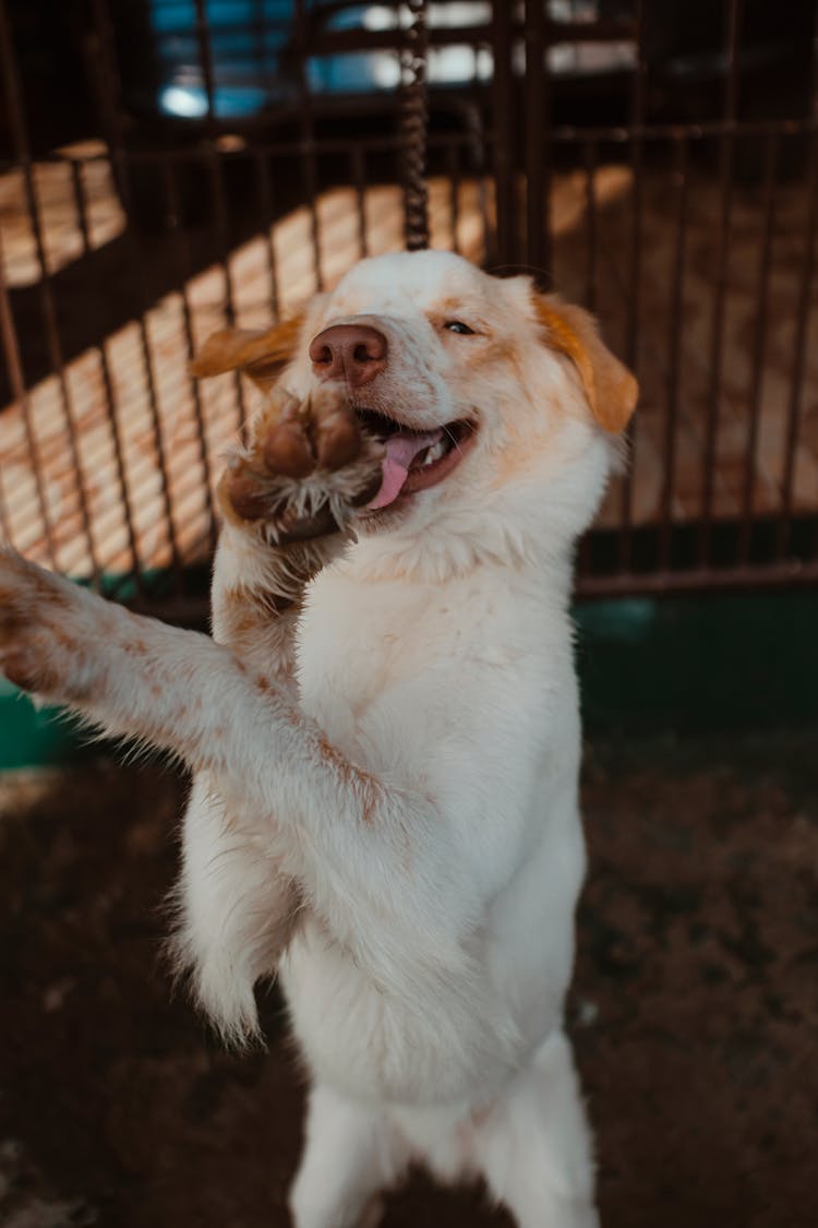 Close-Up Shot Of A Dog 