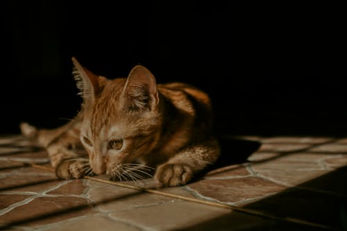 Free A Kitten on the Floor  Stock Photo