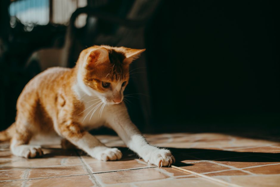 A curious tabby cat gleefully plays on a sunlit tile floor, captivated by its shadow.