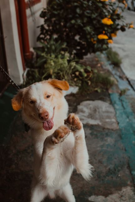 Cheerful dog on a leash, standing playfully outdoors. Captured in natural light.