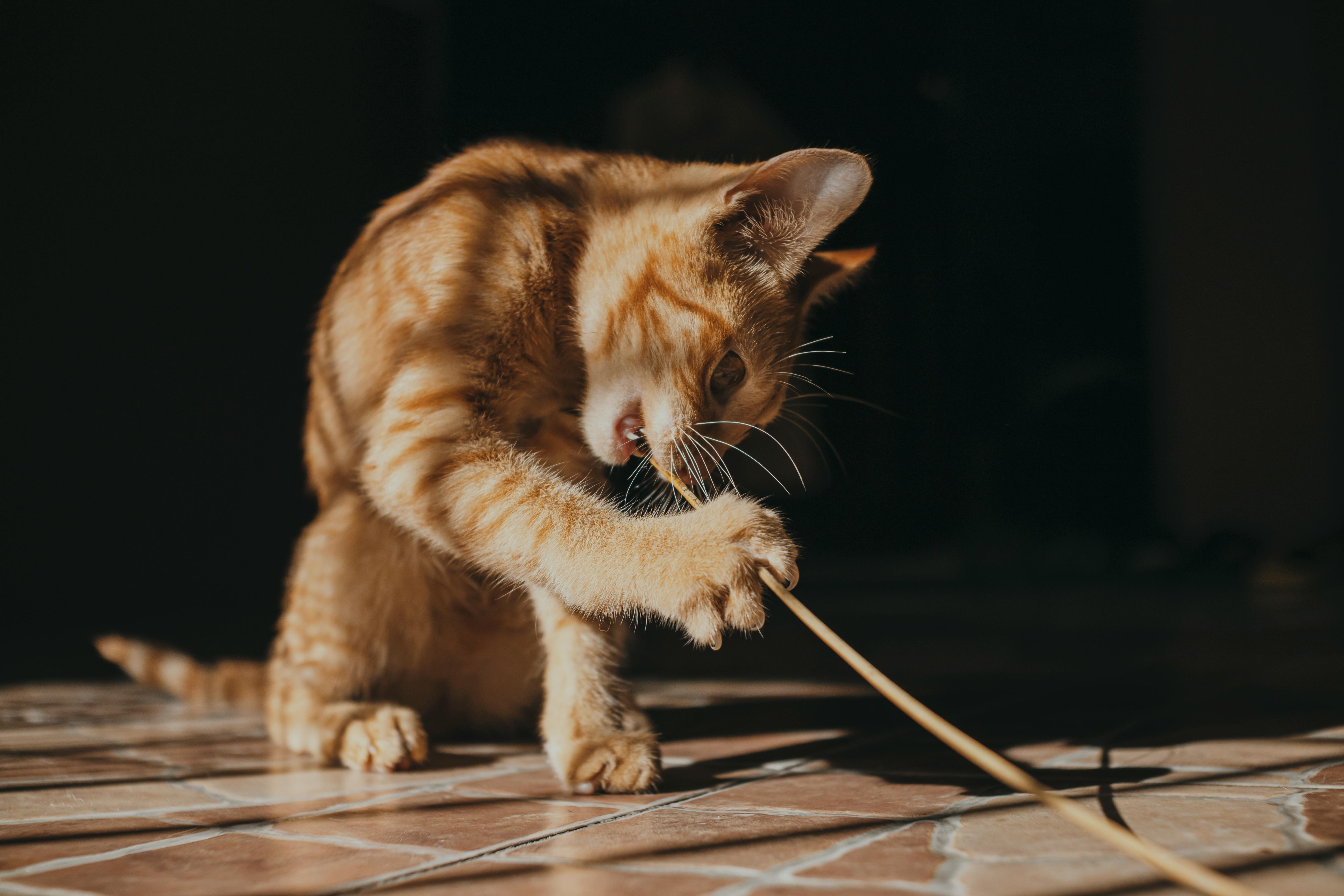 A lively ginger tabby cat playing with a string while sunlight streams indoors.