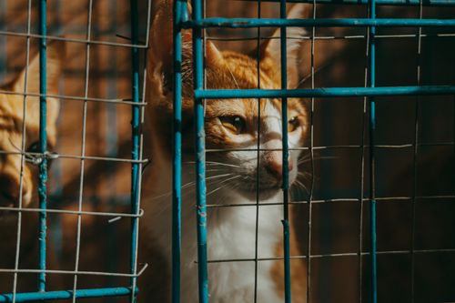 Free A tabby cat peering through a wire fence, bathed in warm sunlight for a dramatic effect. Stock Photo