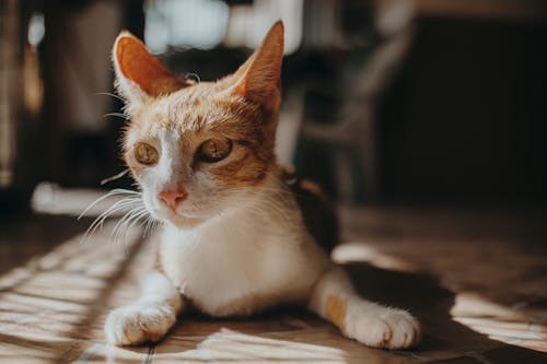 Close-Up Shot of a Cat 