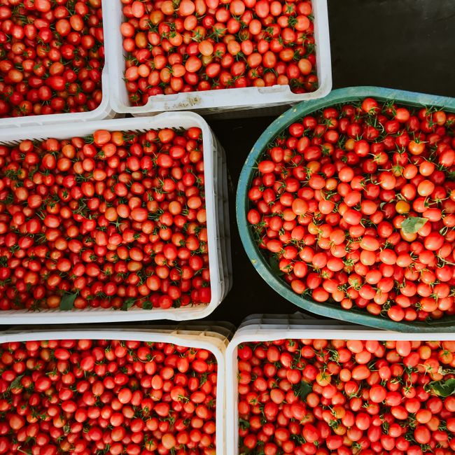 Overhead shot of abundant fresh organic cherry tomatoes in plastic crates.