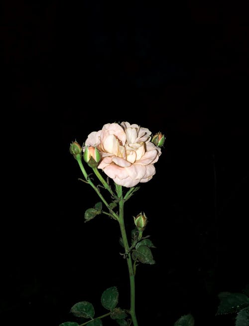 Kostnadsfri bild av blomfotografi, blomknoppar, blomma