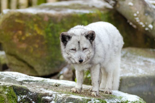 Kostenloses Stock Foto zu canidae, felsen, fleischfresser