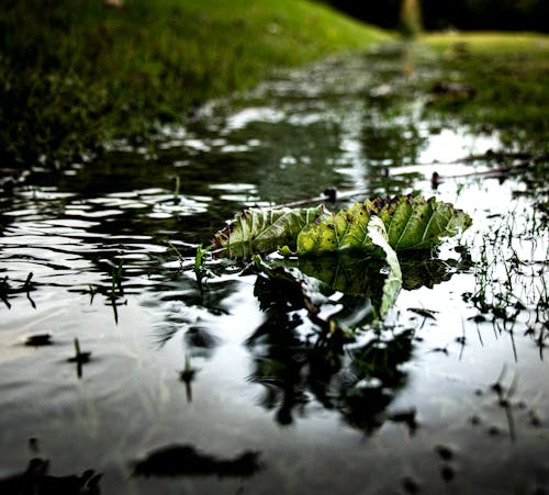 Leaf Floating on a Puddle