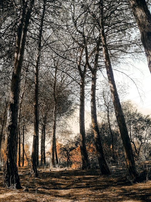 免费 灰色天空下树木的低角度摄影 素材图片