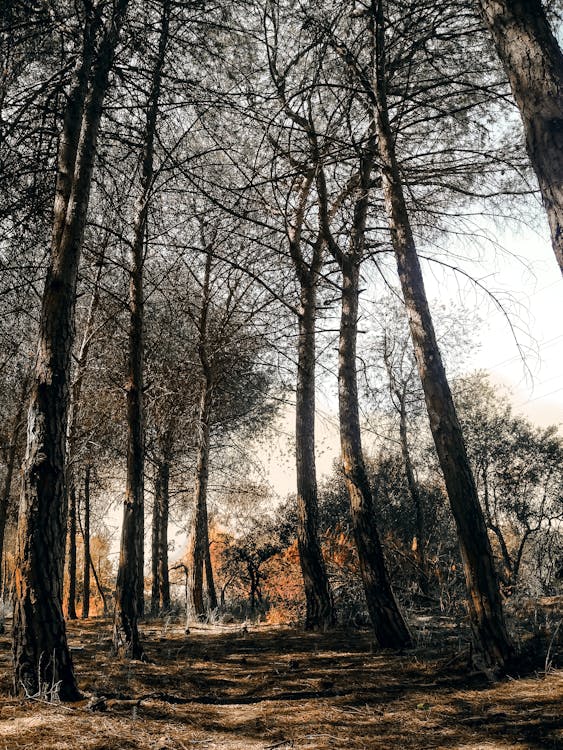 Low-angle Photography of Trees Under Gray Sky