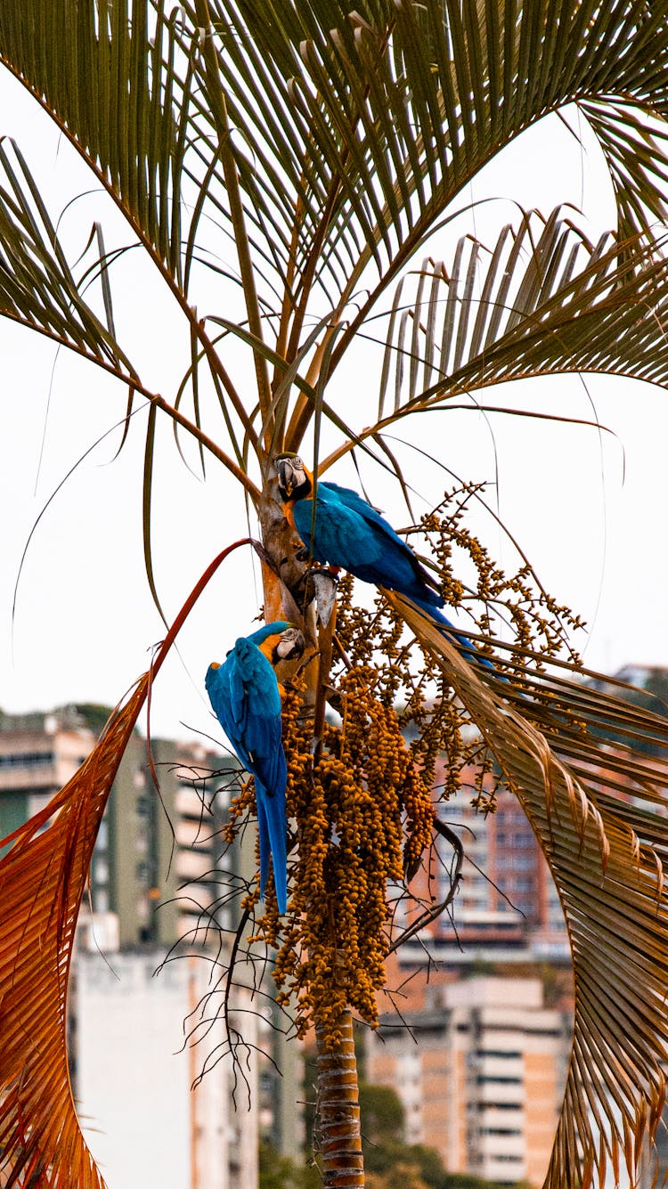 Macaws On The Tree