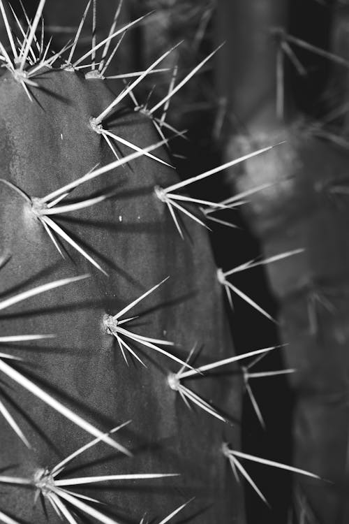 Cactus in Close-Up Photography