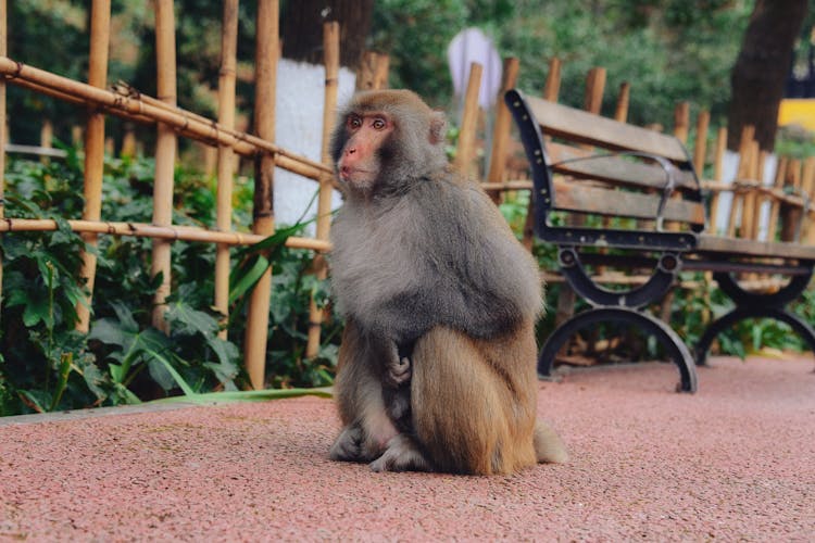 A Monkey Sitting On The Ground