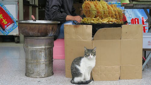 Photos gratuites de animal, domestique, être assis