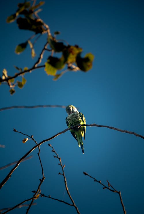 parrot perching on a branch