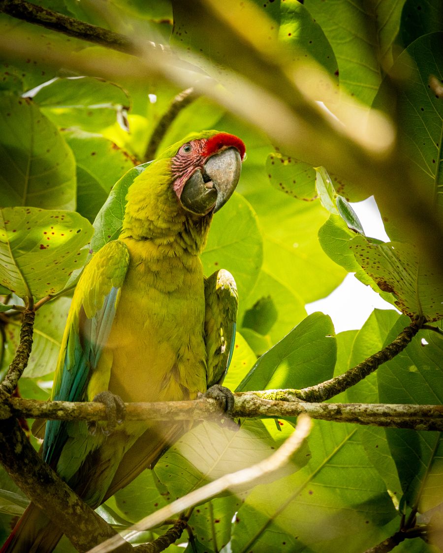 Ara vert Boca Tapada Costa Rica