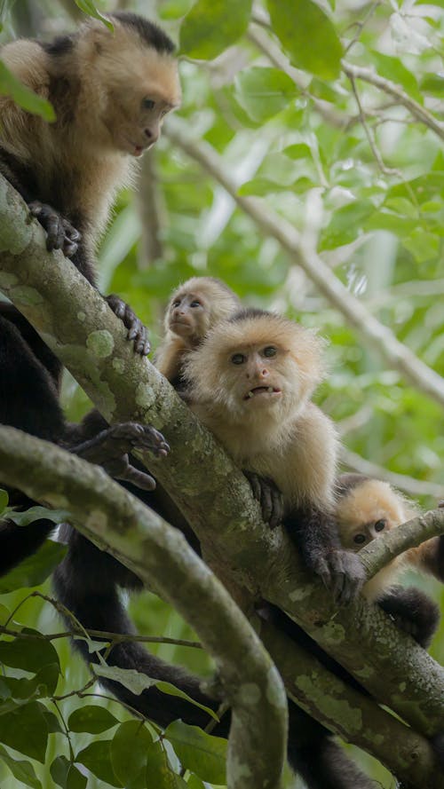 Monkeys on the Tree