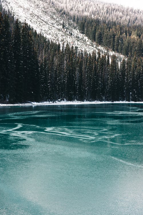 Frozen Lake in Forest in Winter