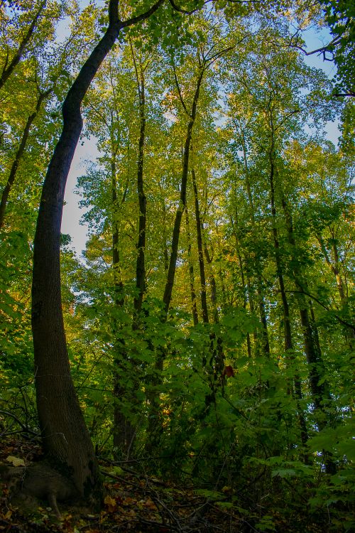 Free A serene view of a lush, green forest with tall trees under a clear summer sky. Stock Photo