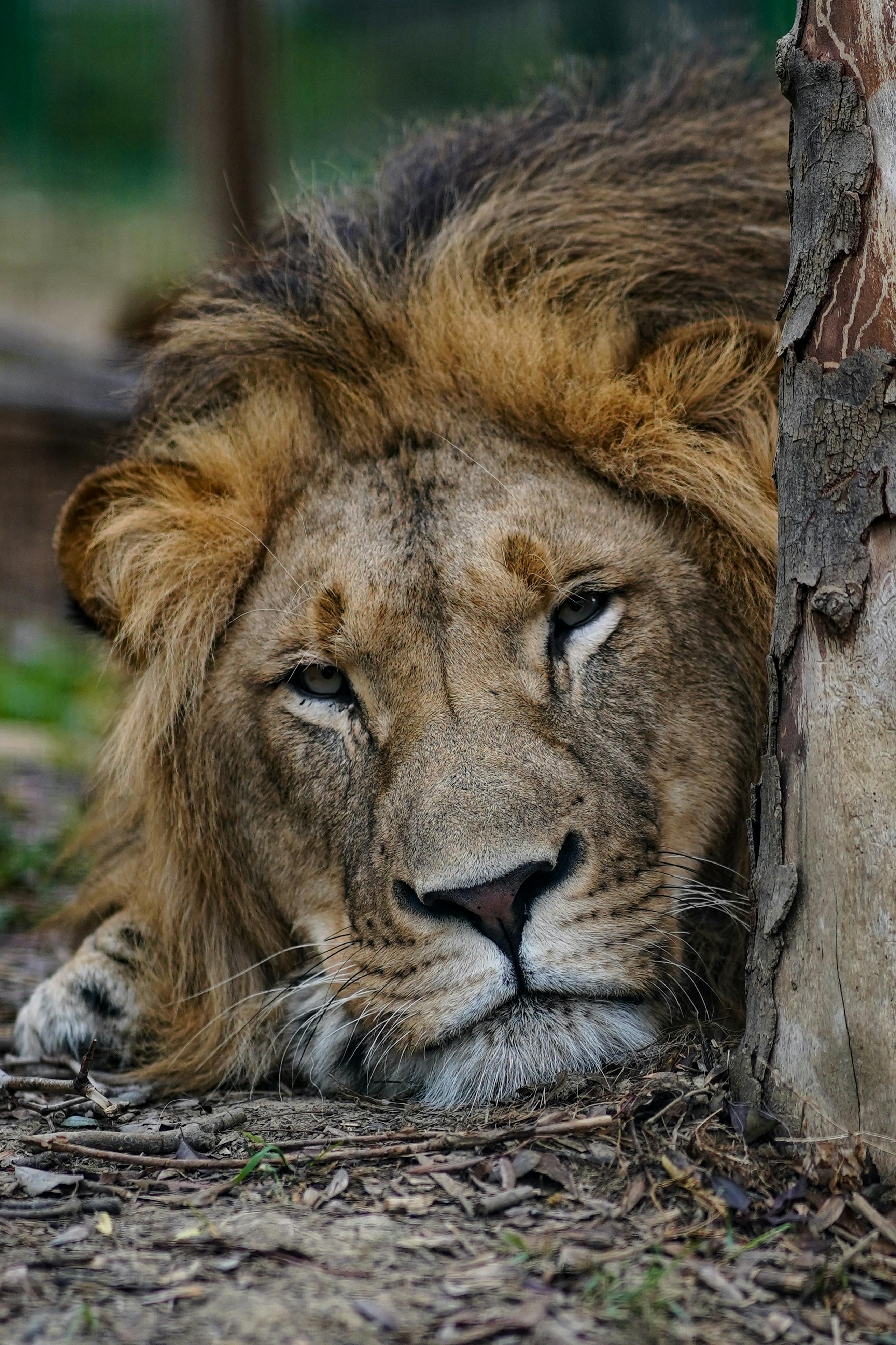 close up of lion