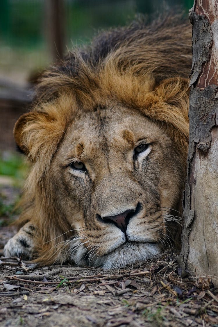 Close Up Of Lion